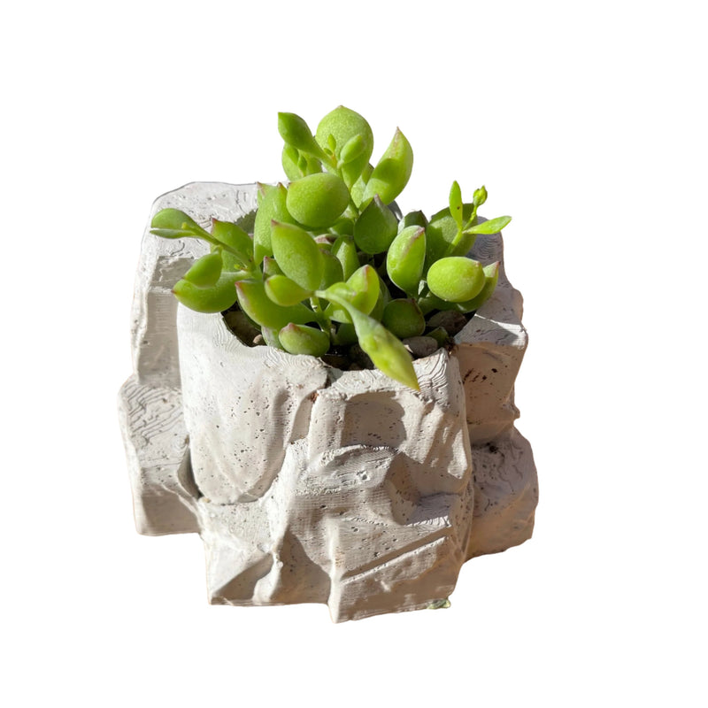 Rock Planter