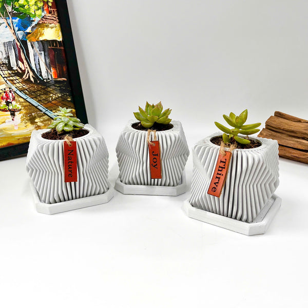 Live succulent in modern planter set