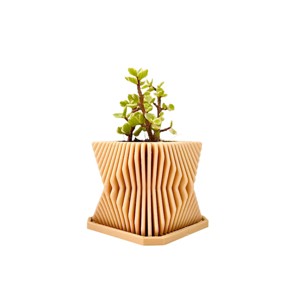 Live Succulents Plants in Modern Pot - Live Succulents Randomly Picked