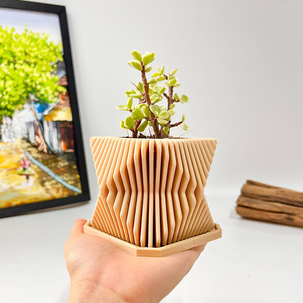 Live Succulents Plants in Modern Pot - Live Succulents Randomly Picked