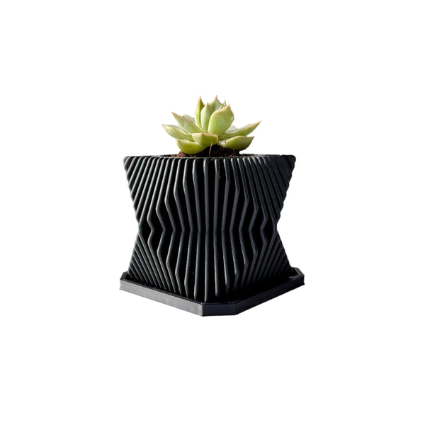 Live Succulents Plants in Geometric plant pot - Live Succulents Randomly Picked